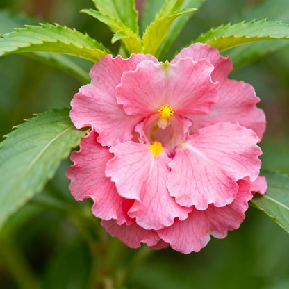 100pcs Mixed Color Impatiens Seeds, Perennial Impatiens for Ornamental Garden Potted Bonsai Indoor