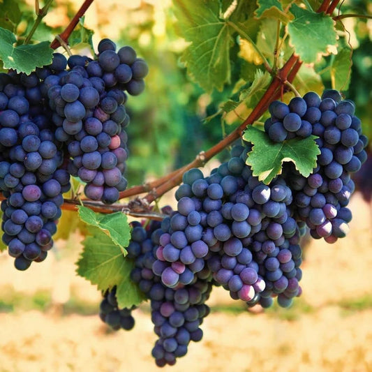 50Pcs Heirloom Purple Grape Vine Seeds for Lush Fruitful Gardens Perfect for Growing Your Own Grapes Seed for Planting