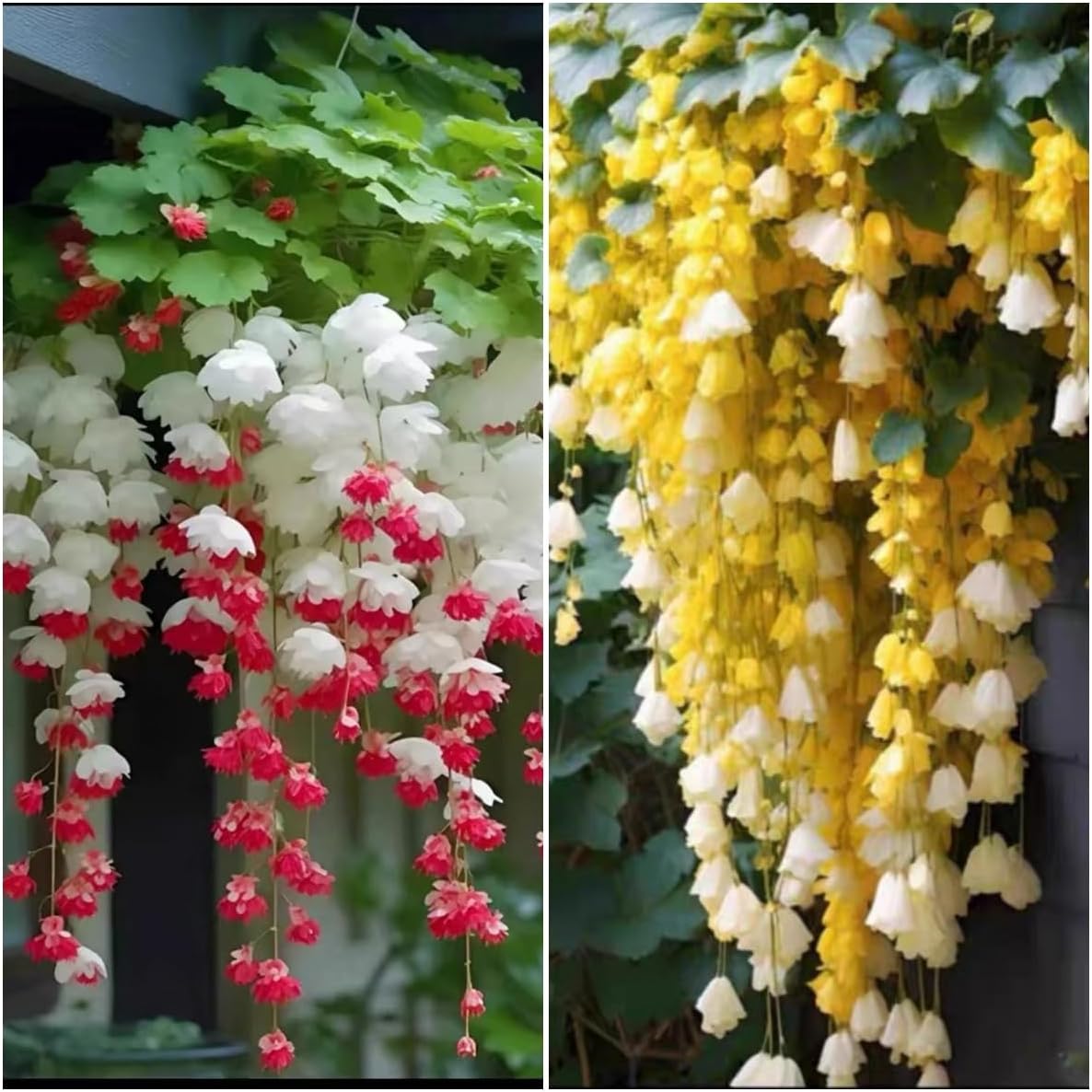 300pcs Hanging Begonia Seeds, Fragrant Blooms, Easy Grow Perennial Ornamental, for Indoor Outdoor Garden