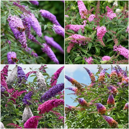 300Pcs Mix Butterfly Bush Seeds Highly Fragrant Flowers that Attract Hummingbirds, Bees & Pollinators to Your Garden