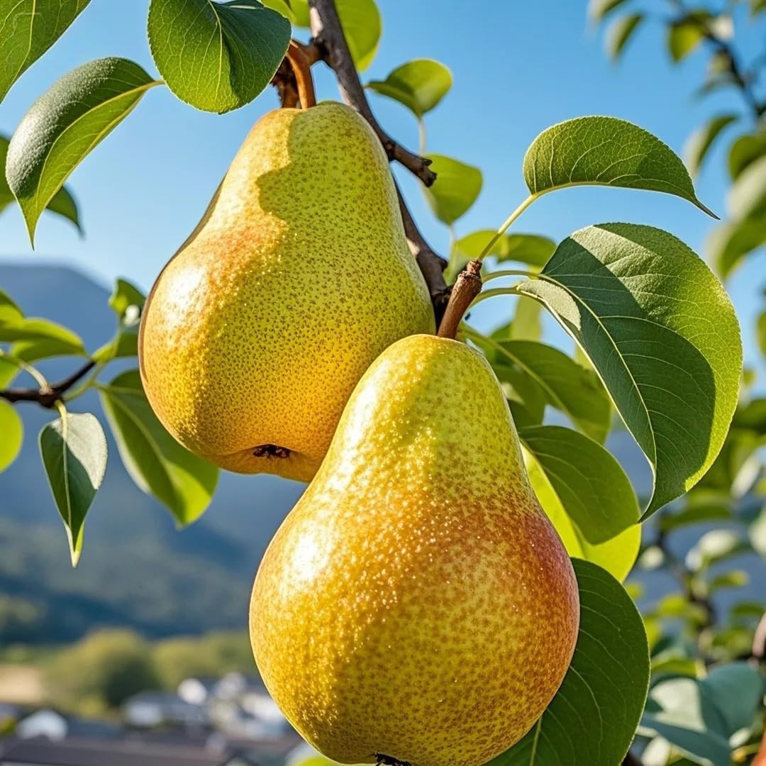 50Pcs Pear Seeds Suitable for planting form well-defined symmetrical crowns with fine textured layered foliage, ideal for courtyard accent decoration, garden perimeter arrangement and residential landscape layout