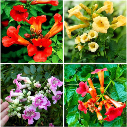 97Pcs Trumpet Vine Plant Seeds-Trumpet Creeper Seeds Non-GMO Heirloom Flower Seed