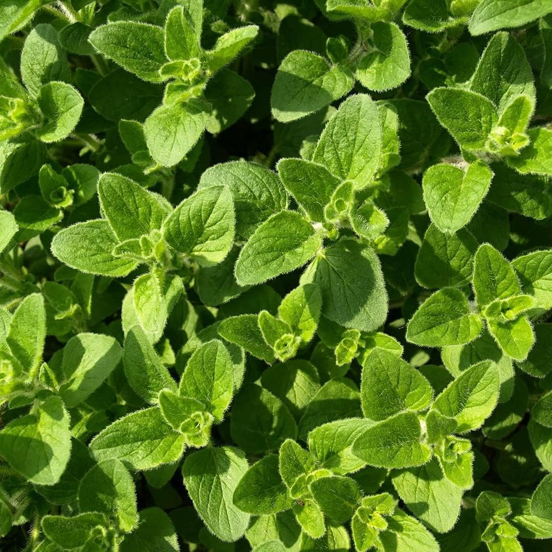 1000Pcs Oregano Seeds Made for home planting create compact bushy ornamental lines along walkway perimeters and garden boundary lines