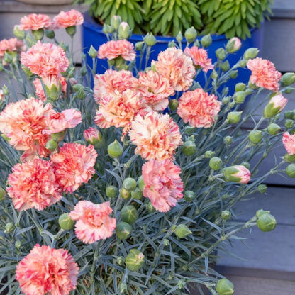 500 Dianthus Seeds for Planting,  Perennial  Flower Seeds Non-GMO Heirloom Rare Plants, Open Pollinated Beauty Home Garden for Outdoors