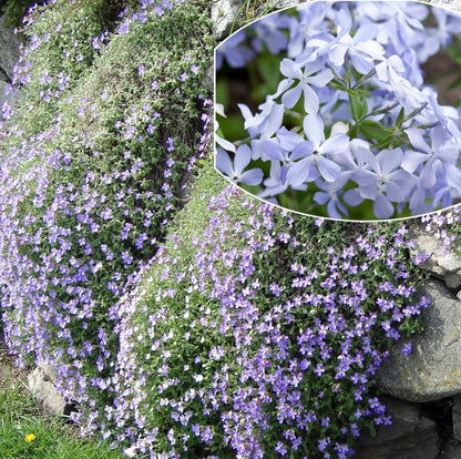500pcs Creeping Phlox Seeds Friendly for new gardeners grow into full dense foliage mats with attractive seasonal blooming features