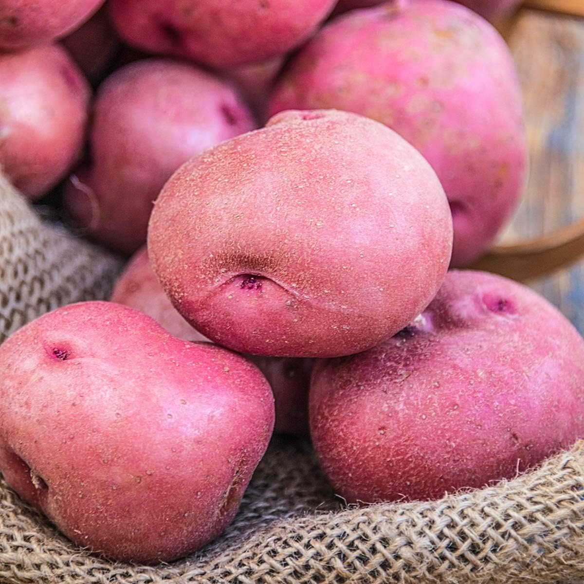 200pcs Potato Seeds Simple to Grow add neat uniform texture to plain backyard garden beds and cultivation spaces