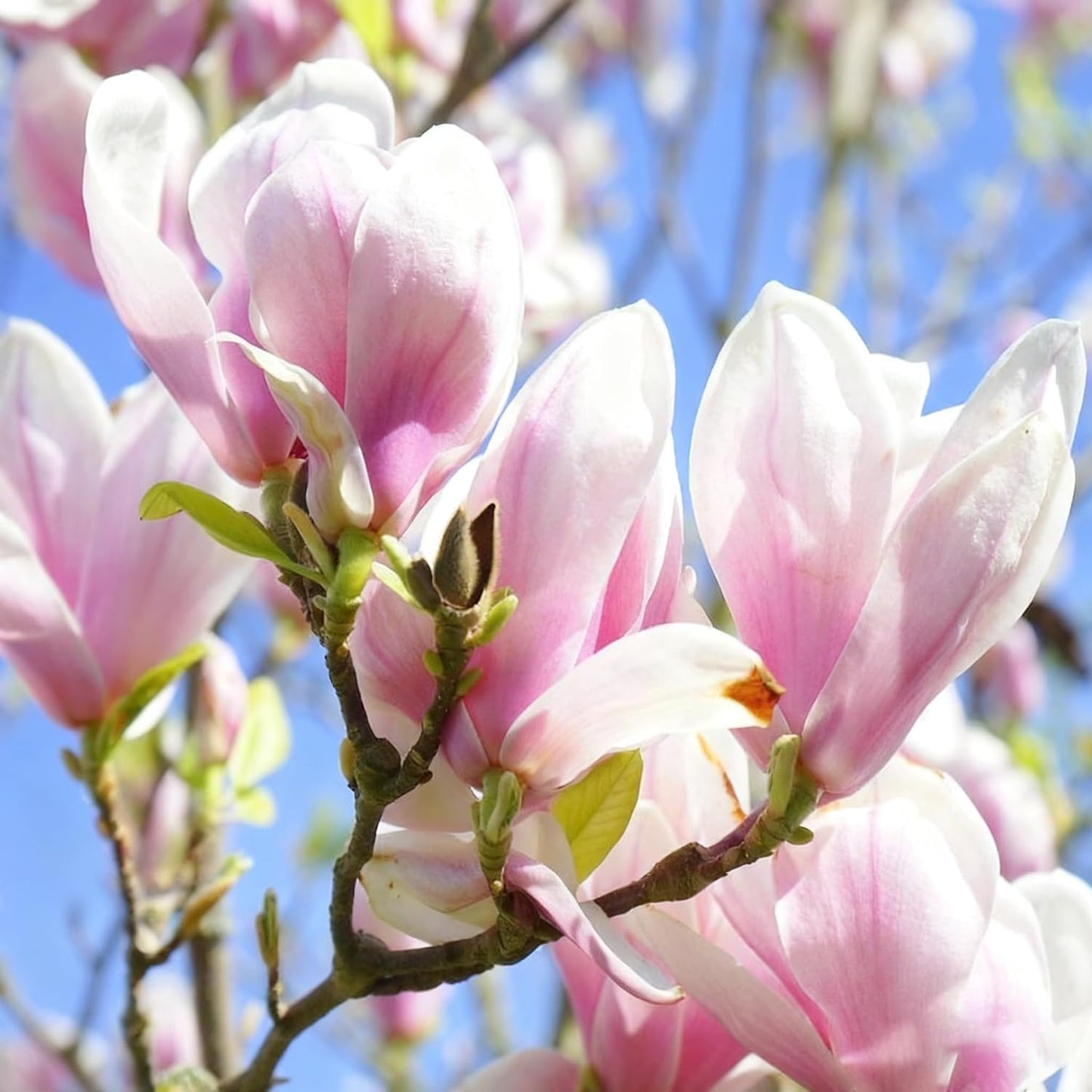 30pcs Magnolia Flower Seeds for Planting, Mixed Color Perennial Flower Seed, Non-GMO Heirloom Magnolia Flower Seeds for Home Garden Outdoor