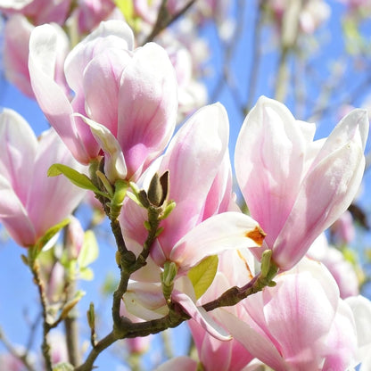 30pcs Magnolia Flower Seeds for Planting, Mixed Color Perennial Flower Seed, Non-GMO Heirloom Magnolia Flower Seeds for Home Garden Outdoor
