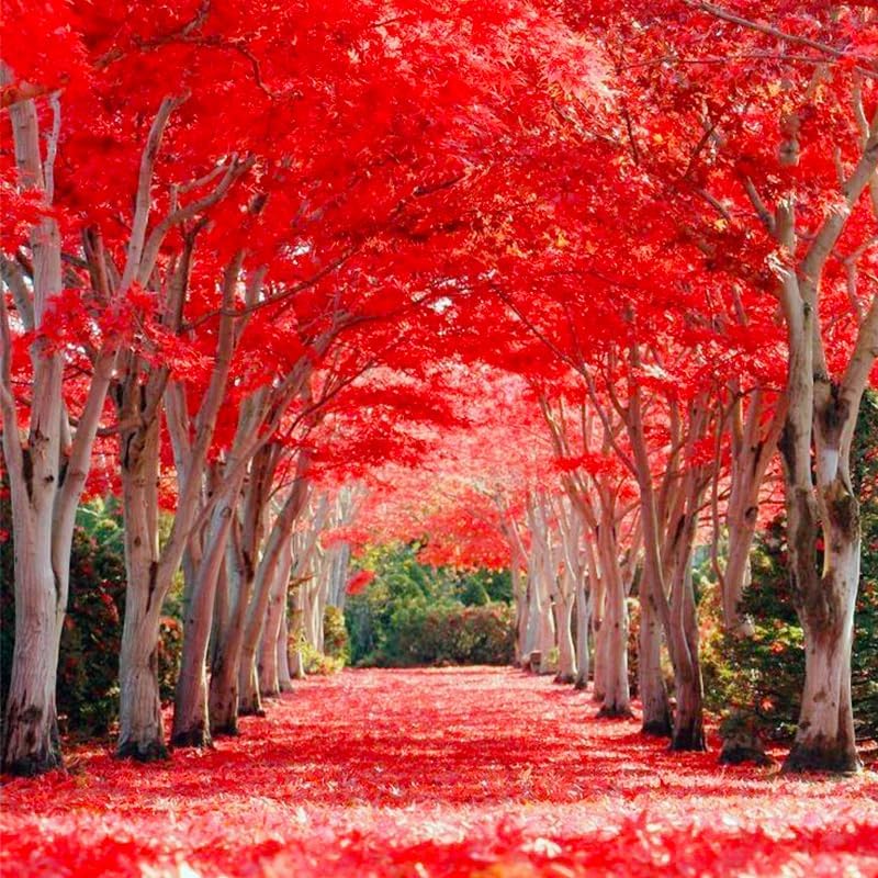 46Pcs Red Maple Seeds for Planting Outdoors Heirloom Maple Tree Seeds
