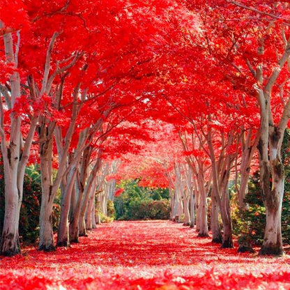 46Pcs Red Maple Seeds for Planting Outdoors Heirloom Maple Tree Seeds