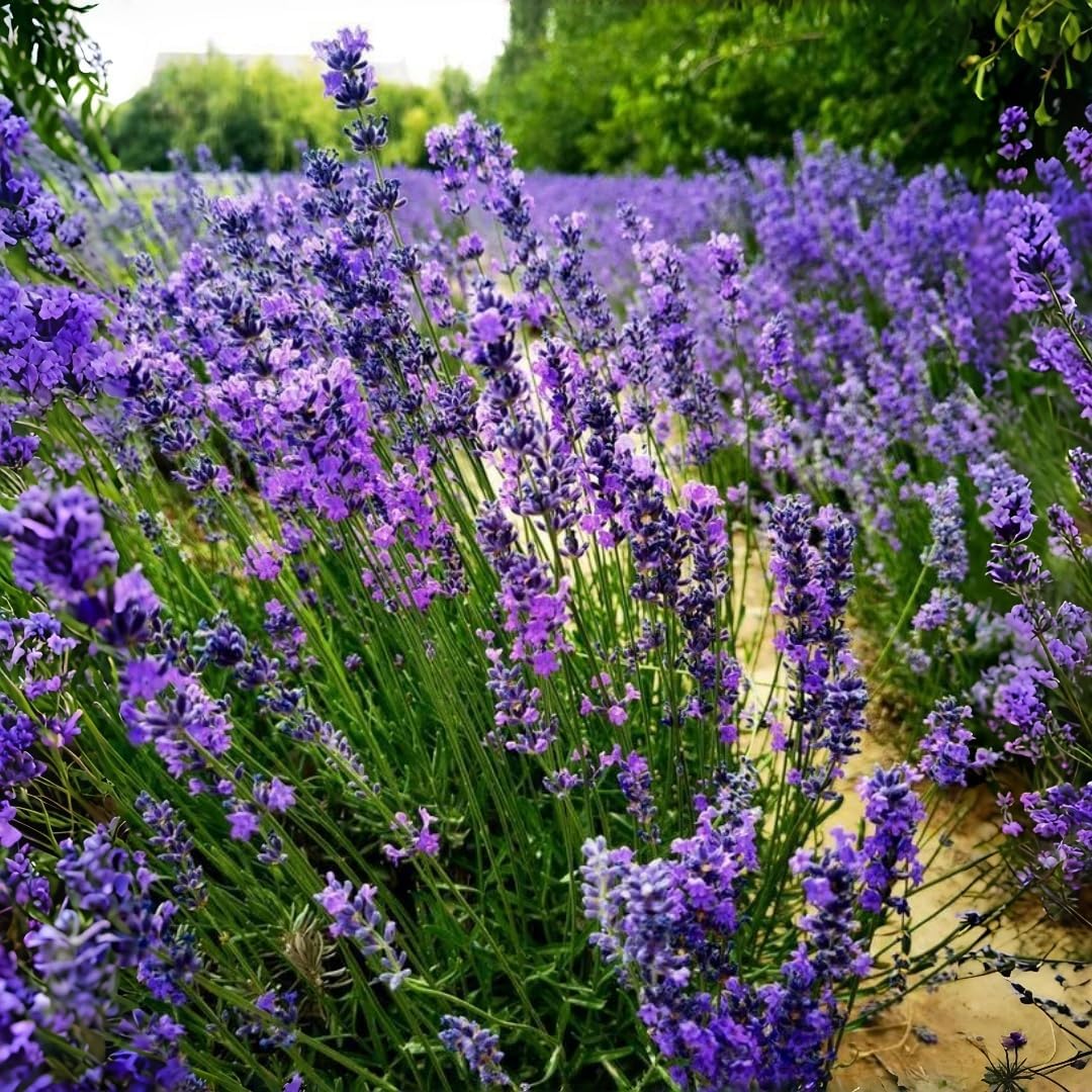 1000 PCS Lavender Flower Seeds for Planting, Fragrant Purple Lavender Seeds for Outdoor Garden