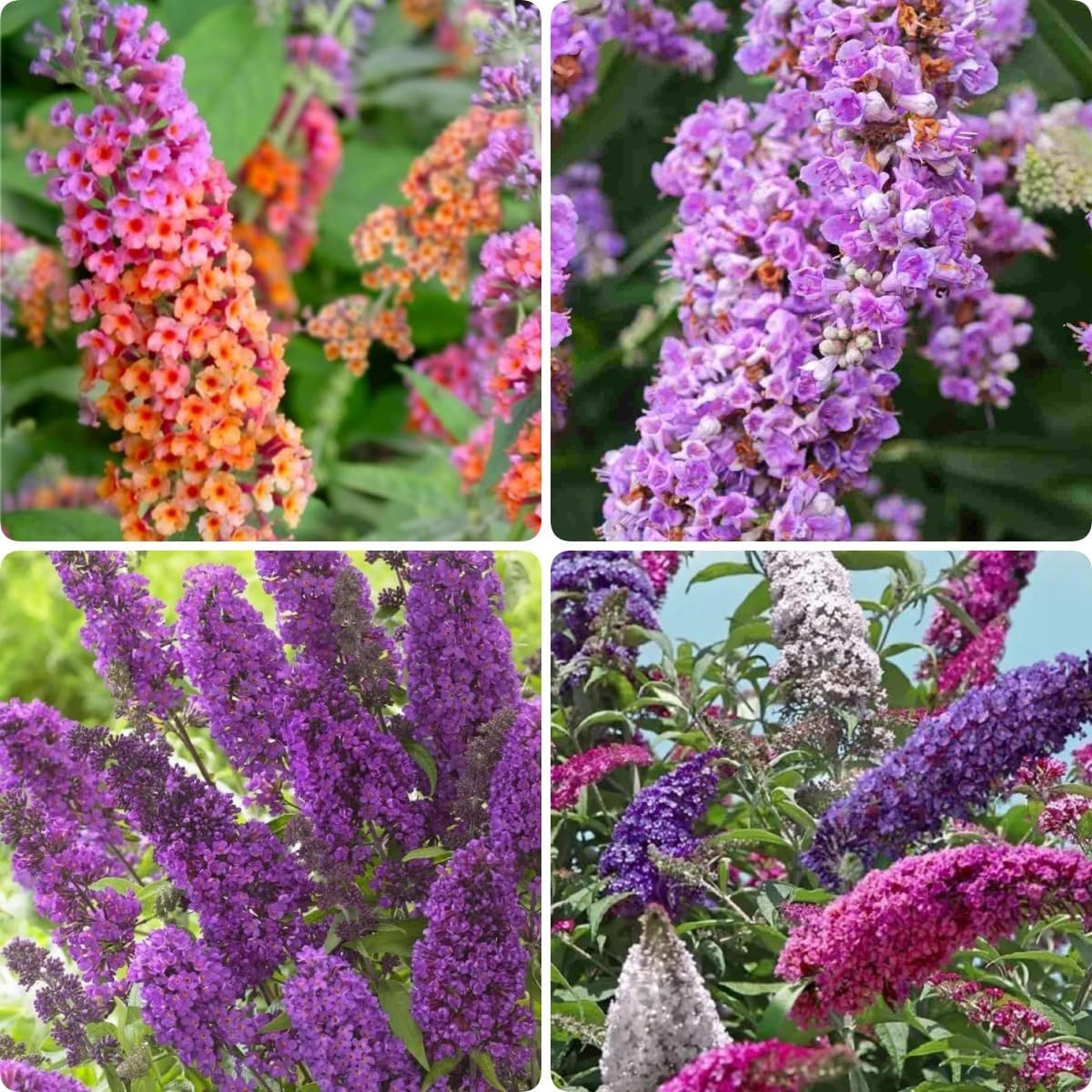 300pcs Butterfly Bush Seeds Perennial Flower Shrub Seeds Fragrant Blooms for Outdoor Garden Planting