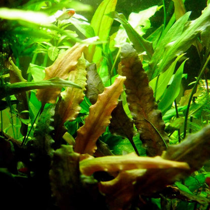 2000Pcs Beginner Friendly Aquarium Seeds thrive steadily in common aquatic substrate with strong adaptability to long term enclosed water environment changes