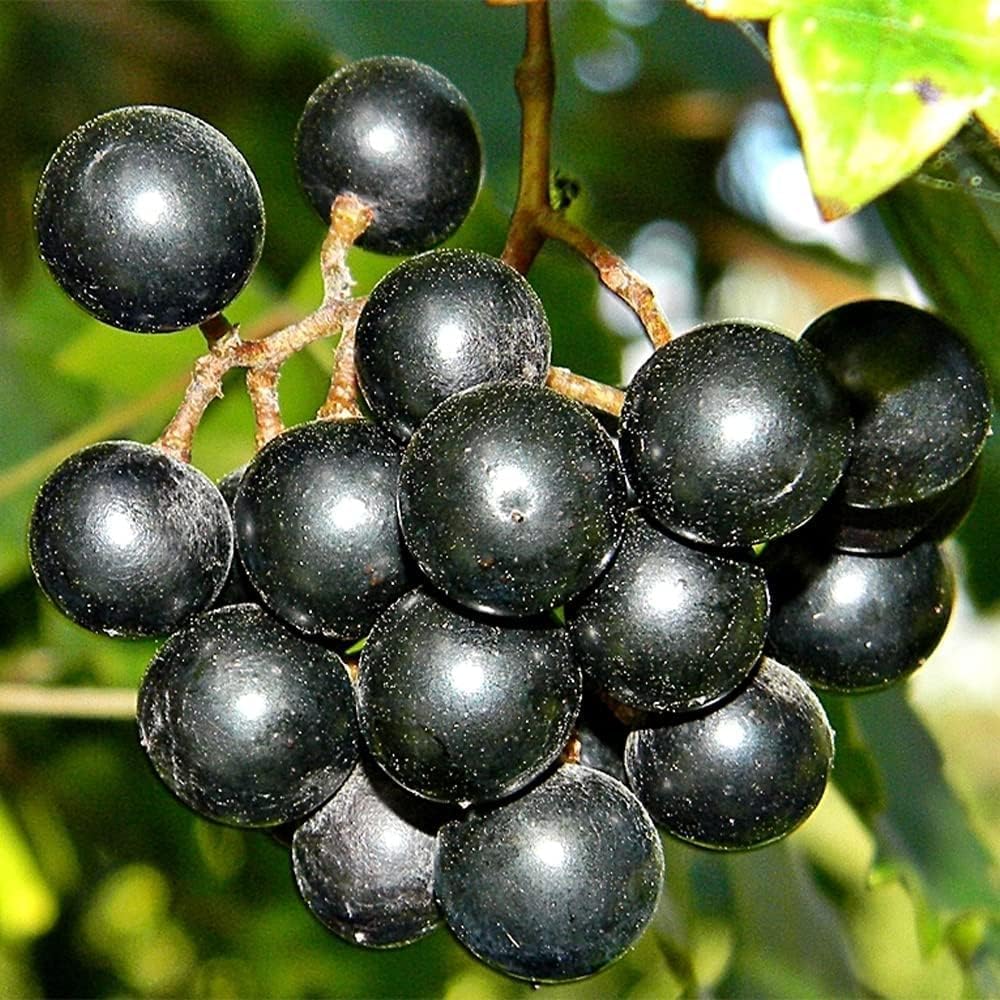 50Pcs Heirloom Purple Grape Vine Seeds for Lush Fruitful Gardens Perfect for Growing Your Own Grapes Seed for Planting