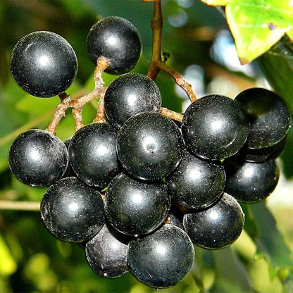 50Pcs Heirloom Purple Grape Vine Seeds for Lush Fruitful Gardens Perfect for Growing Your Own Grapes Seed for Planting