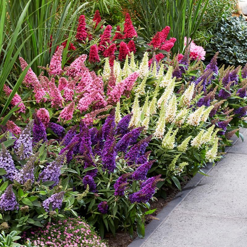 300Pcs Mix Butterfly Bush Seeds Highly Fragrant Flowers that Attract Hummingbirds, Bees & Pollinators to Your Garden