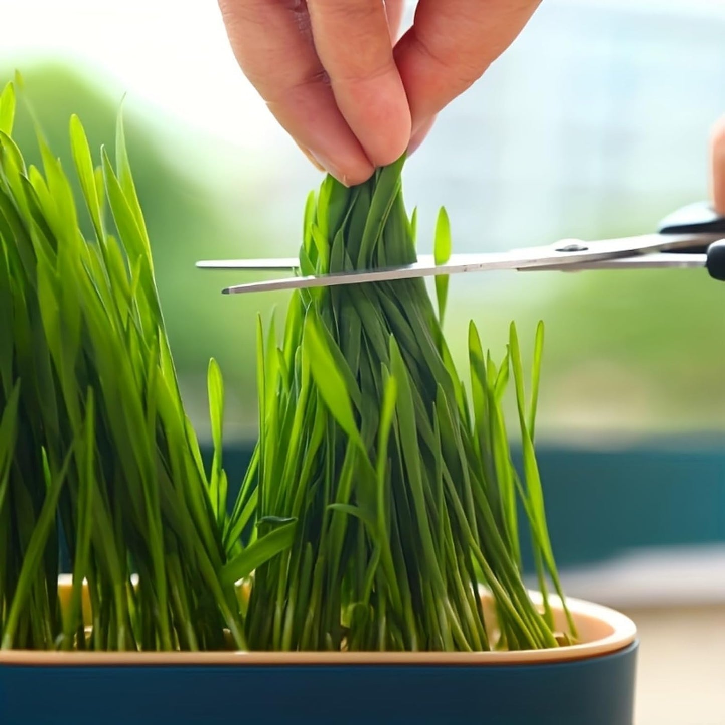 100Pcs Cat Grass Seeds Easy to Sow and Grow great for small containers, desktop planters and household indoor cultivation layout