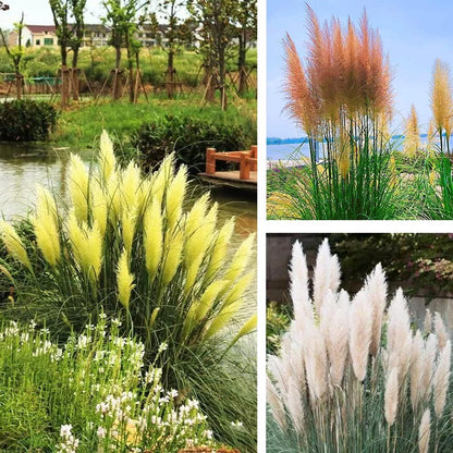 980Pcs Dependable Germination Pampas Grass Seeds For Worry Free Planting
