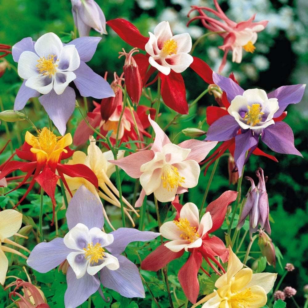 200pcs Columbine Seeds Summer Flowering Feature Enhances Yard With Delicate Upright Foliage