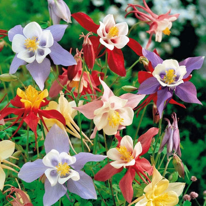 200pcs Columbine Seeds Summer Flowering Feature Enhances Yard With Delicate Upright Foliage