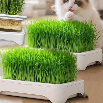 100Pcs Cat Grass Seeds Easy to Establish great for novice indoor container layout and pet corner greening design