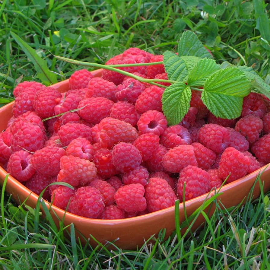 100Pcs Raspberry Seeds Landscape Greenery Easy To Grow For Scenic Displays