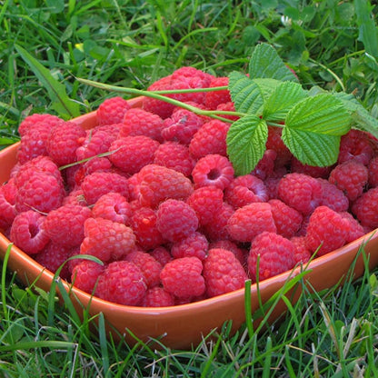 100Pcs Raspberry Seeds Landscape Greenery Easy To Grow For Scenic Displays