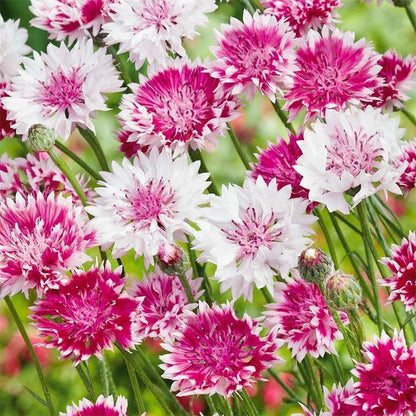 500 Count Premium Cornflower Seeds, Non-GMO Heirloom, High Germination Rate, Hardy Annual