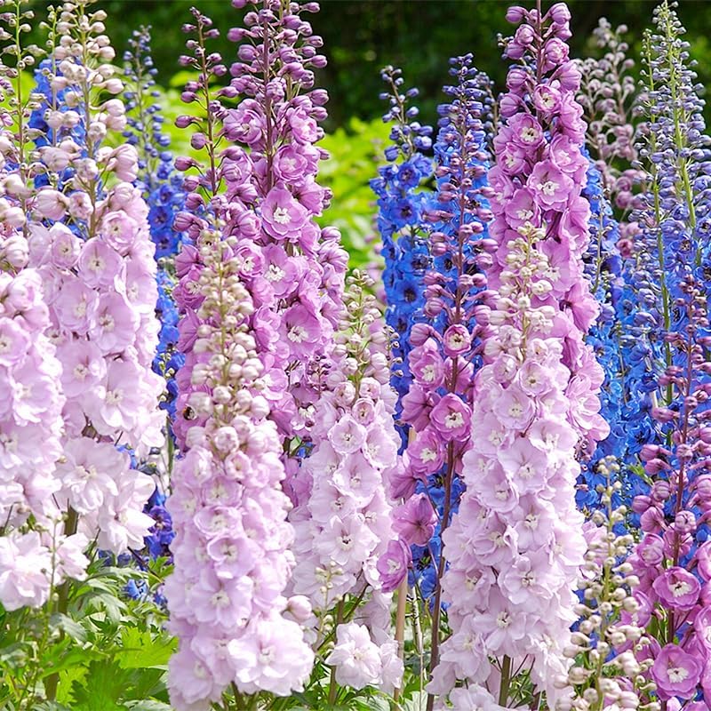 200 Premium Mix Larkspur Delphinium Seeds for Planting - Non-GMO Heirloom Wildflowers Delphinium Seeds