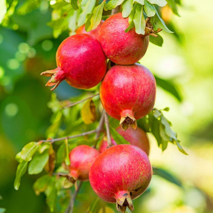150Pcs Pomegranate Fruit Tree Seeds for Planting Outdoor-Perennial Punica Granatum Seed to Plant Outside Non GMO Juicy Sweet