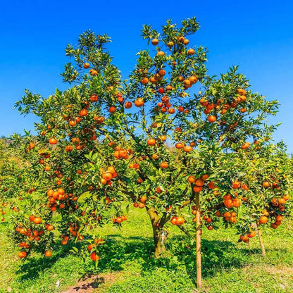 50pcs Blood Orange Tree Seeds for Planting, Dwarf Citrus for Pots