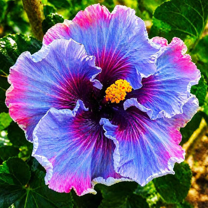 100Pcs Exotic Hibiscus Seeds for Planting - Perennial Flower for Home Garden