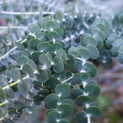 100Pcs Eucalyptus Seeds Simple to Cultivate form tall dense branching structure for natural yard privacy and backdrop embellishment