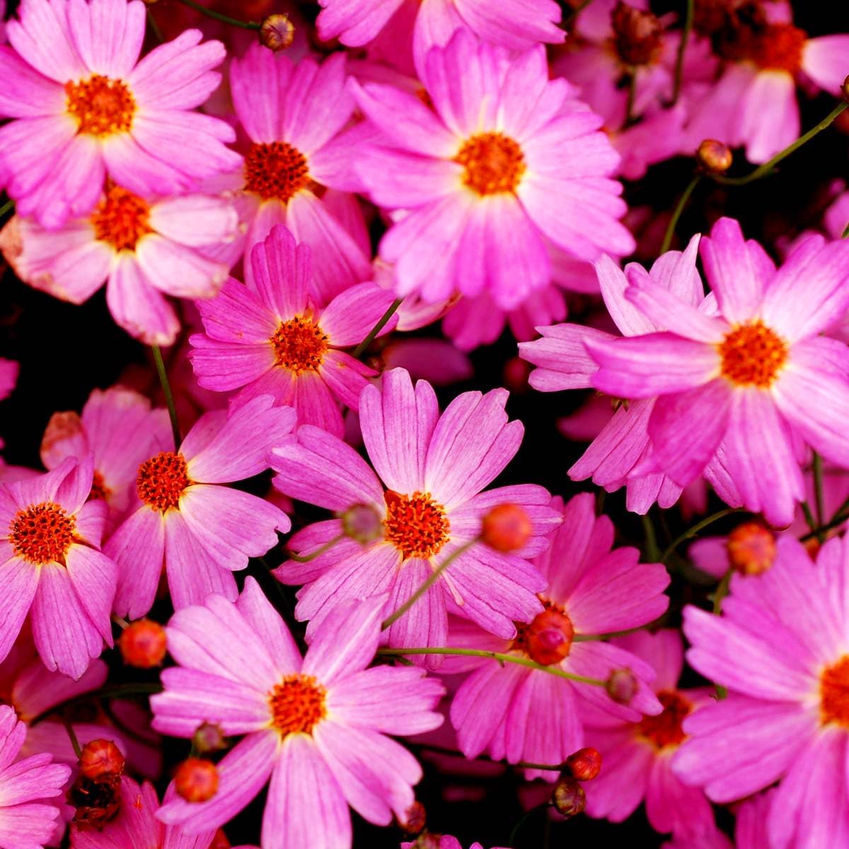 500Pcs Pink Perennial Coreopsis Flower Seeds to Plant Outdoor-Coreopsis Rosea Seed for Planting Non-GMO Heirloom