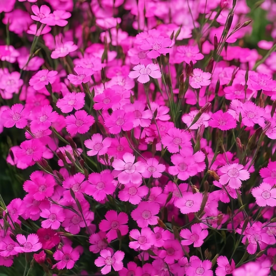 500 Perennial Dianthus Plumarius Sweetness Seeds – Fragrant, Long-Blooming Non-GMO Flower Seeds – Perfect for Colorful Garden Planting