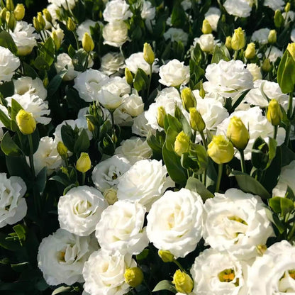 100pcs Lisianthus Seeds for Cut Flower Gardens  Annual for Growing Rose-Like Blooms on Long Stems for Bouquets, Borders and Containers, Ideal for Floral Arrangements