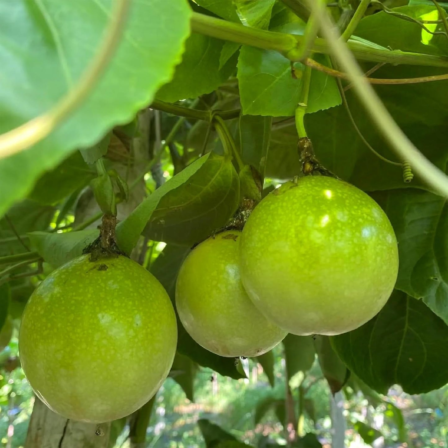 100Pcs Passion Fruit Seeds for Planting Outdoor Perennial