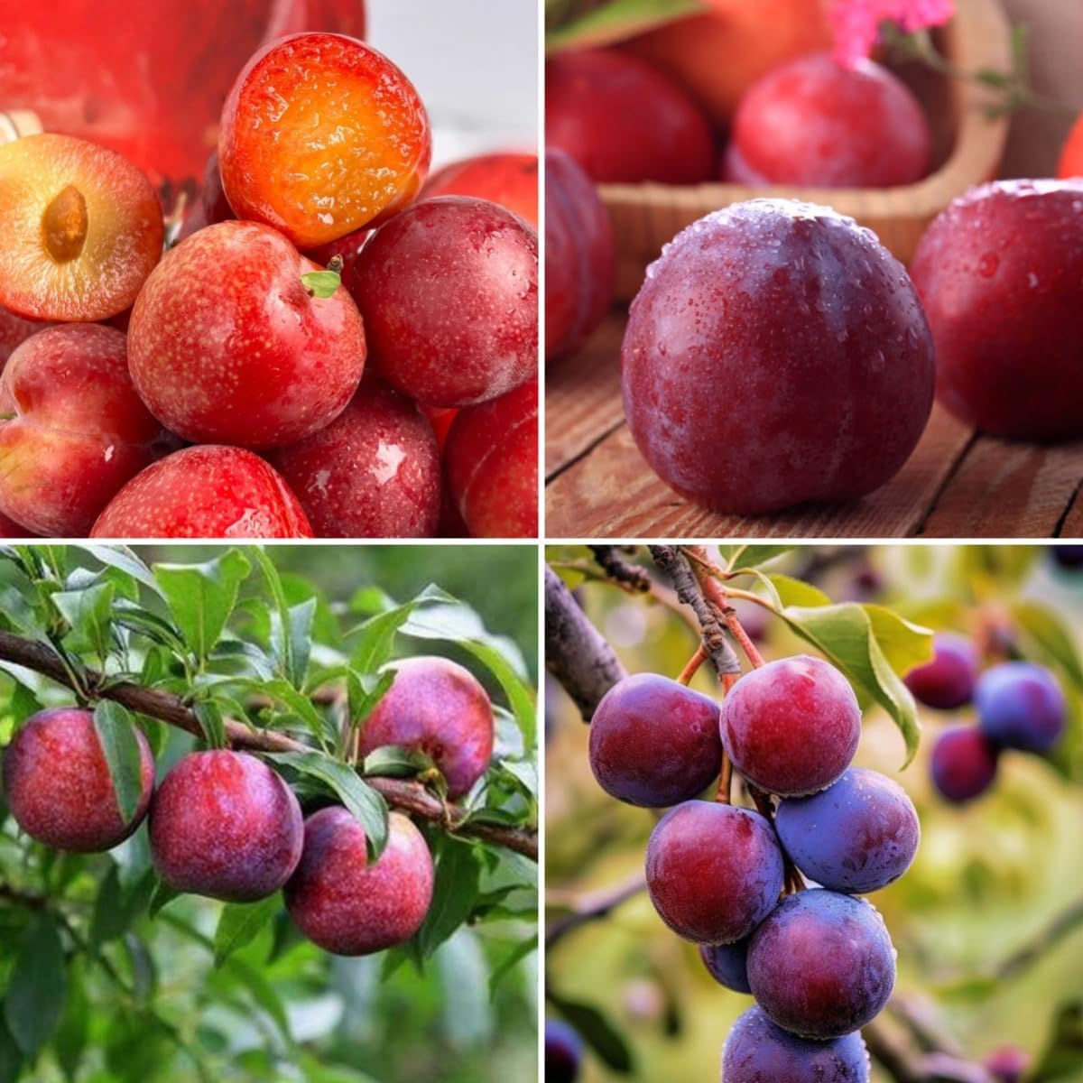 10Pcs Plum Seeds grow steadily with regular watering and ample natural sunlight exposure