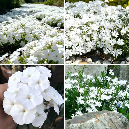 500pcs White Creeping Phlox Seeds for Planting,  Evergreen Fragrant Ground Cover Non-GMO Heirloom Blooms for Garden Borders, Containers & Pollinator Gardens