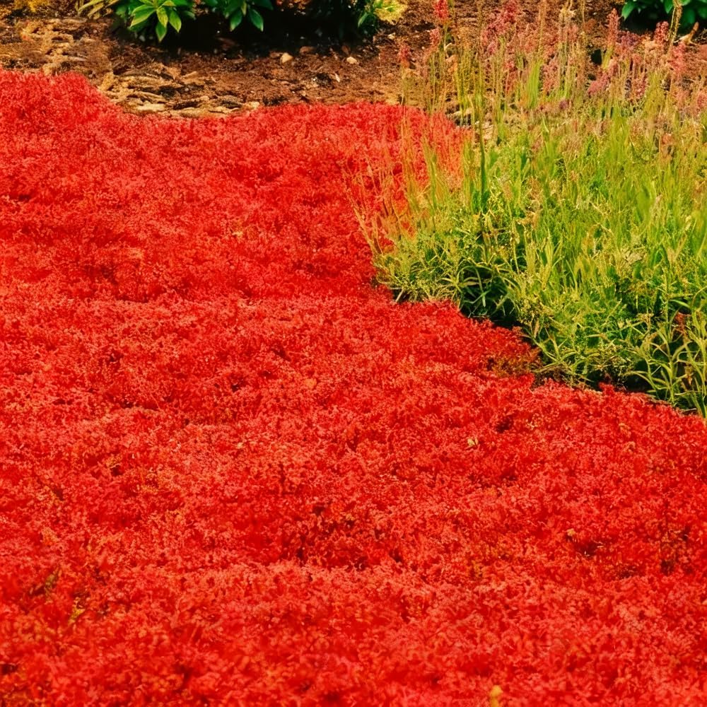 500pcs Red Creeping Thyme Seeds Ground Cover,Thyme Seeds for Planting Indoors,Thymus Seed Perennial Flower Non-GMO Heirloom for Home Garden