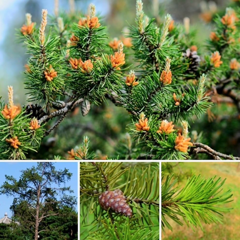 80Pcs Straightforward Planting Pine Seeds great for first time growers and large landscape planting lovers