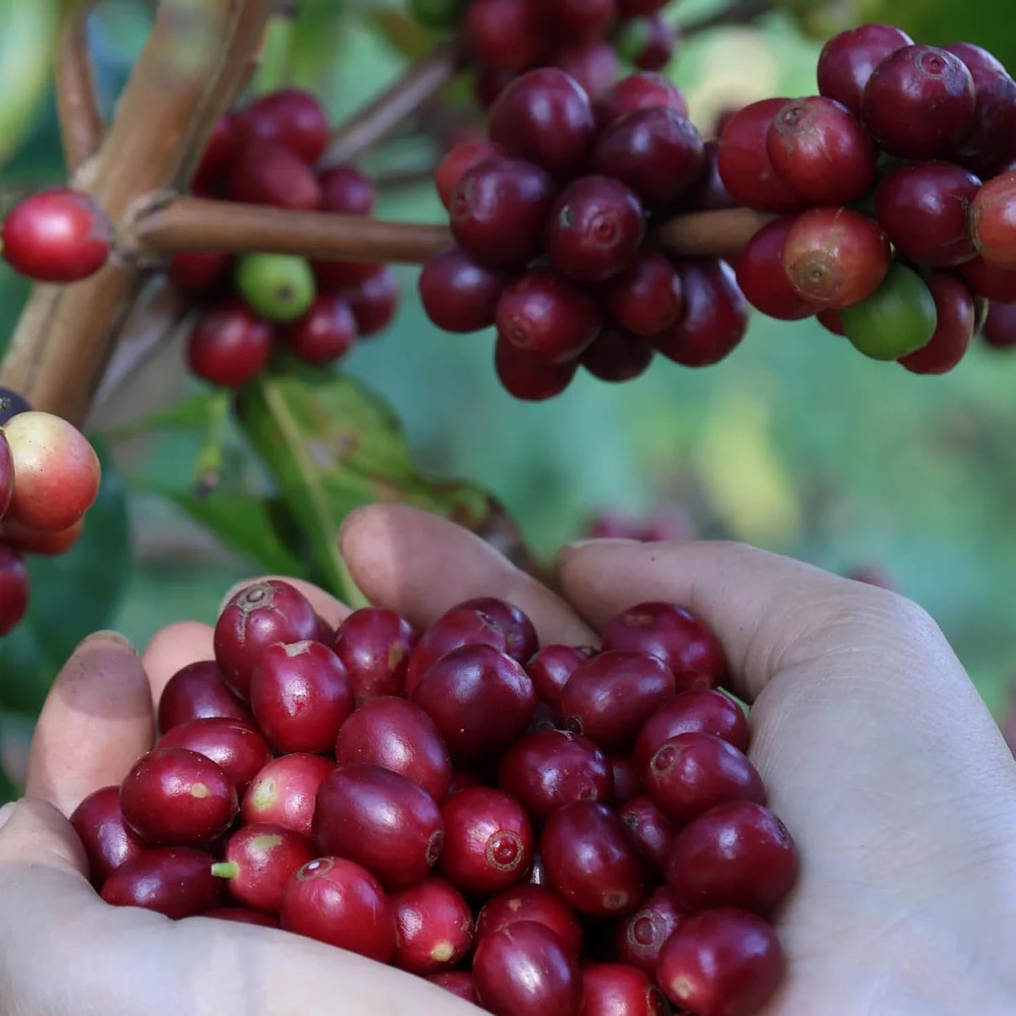Coffea Seeds for Planting 24Pcs Coffee Bean Garden Seeds, Perennial Plants, Non-GMO Heirloom Coffea Seed for Outdoor Garden