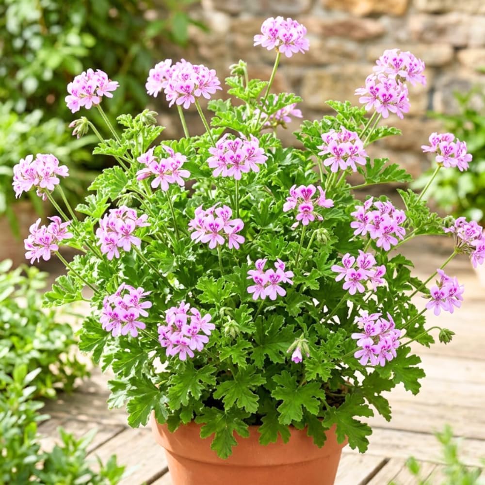 500pcs Citronella Seeds Fast Growing Easy To Plant For Home Gardens