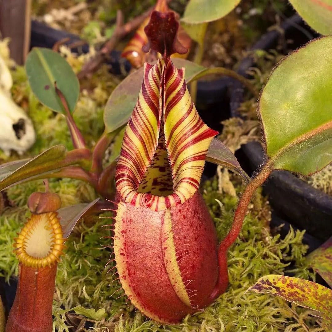 250Pcs Venus-Fly-Trap Seeds Easy To Grow Ideal For Hobbyists Who Enjoy Cultivating Rare Looking Botanical Specimens