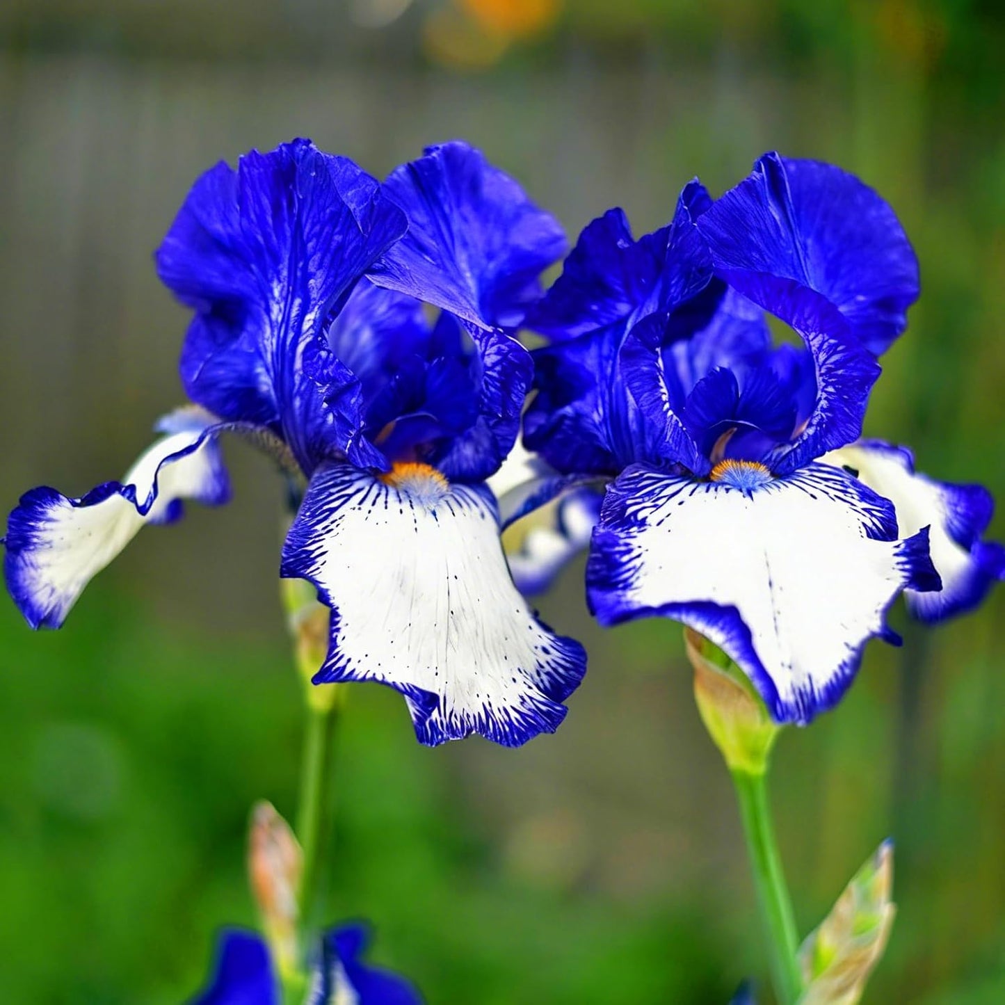 100pcs Iris Seeds for Planting, Perennial Midnight Iris Flower Seeds, Non-GMO Heirloom Beauty Blooming Hummingbirds Open Pollinated Flowers for Home Garden Outdoors