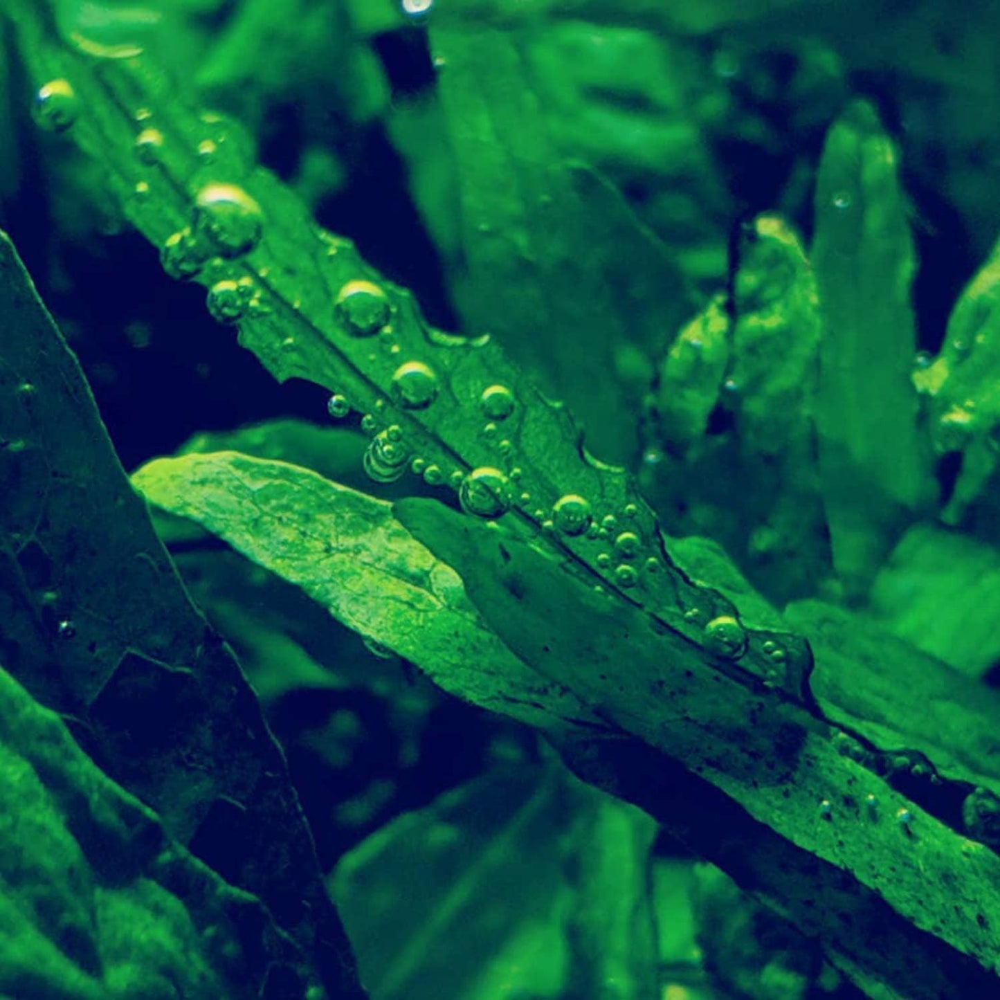 2000Pcs Beginner Friendly Aquarium Seeds thrive steadily in common aquatic substrate with strong adaptability to long term enclosed water environment changes