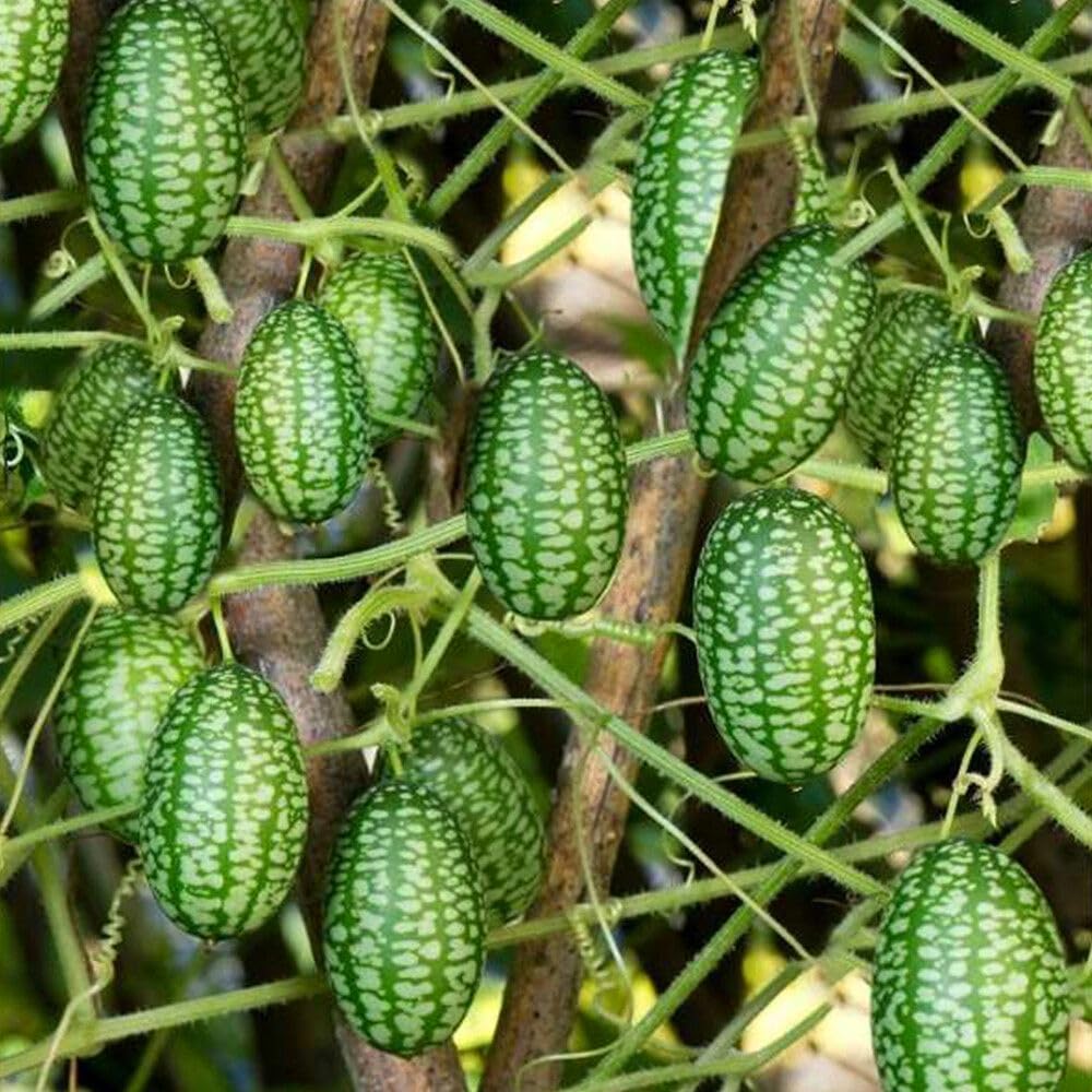 48Pcs Mini Thumb Watermelon Fruit Seeds for Home Garden Outdoor