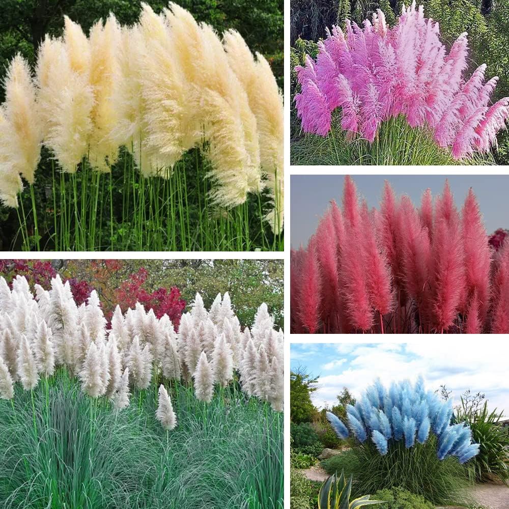 980Pcs Dependable Germination Pampas Grass Seeds For Worry Free Planting