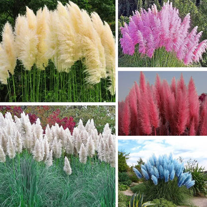 980Pcs Dependable Germination Pampas Grass Seeds For Worry Free Planting
