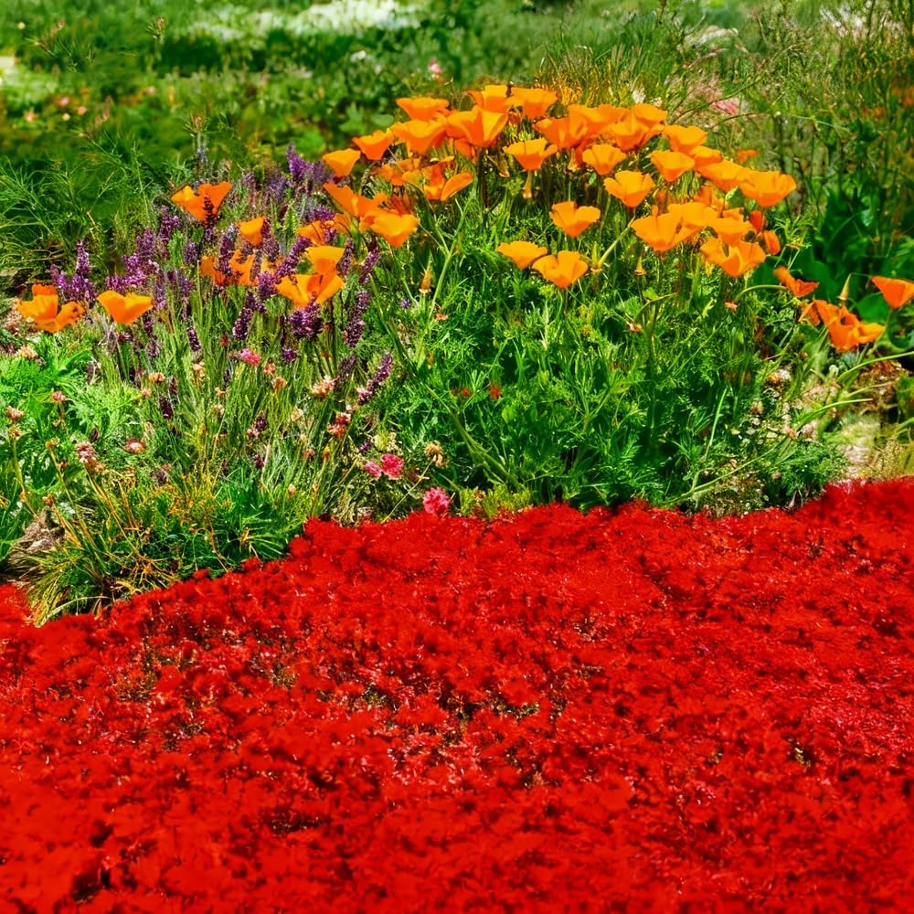 500pcs Red Creeping Thyme Seeds Ground Cover,Thyme Seeds for Planting Indoors,Thymus Seed Perennial Flower Non-GMO Heirloom for Home Garden